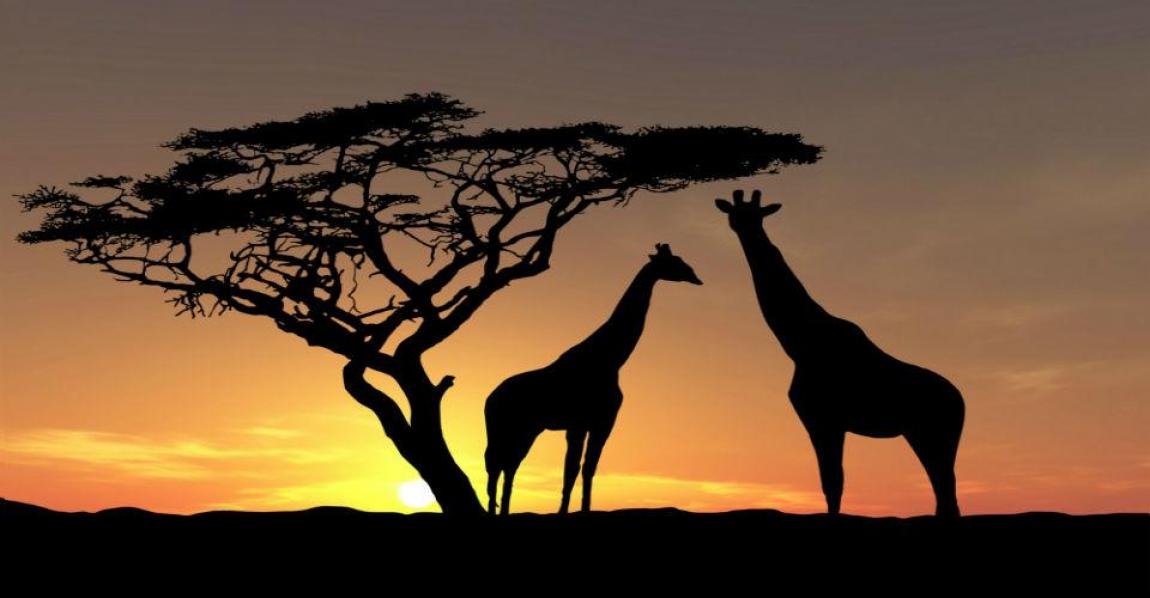 Flights Chisinau - South Africa (ZA). Buy online Flights Chisinau - South Africa (ZA). Buy online